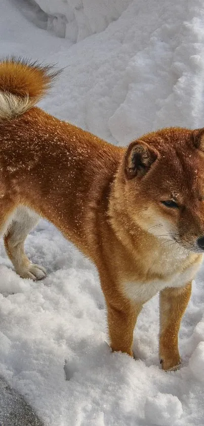 Shiba Inu standing in the snowy landscape with a curious look.