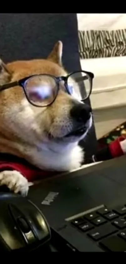 Shiba Inu dog on laptop with glasses, cute and funny scene.