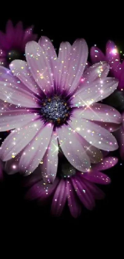 Purple daisy with sparkling petals on dark background.