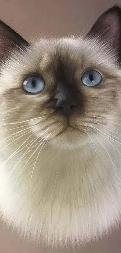 Siamese cat with blue eyes on a beige background.