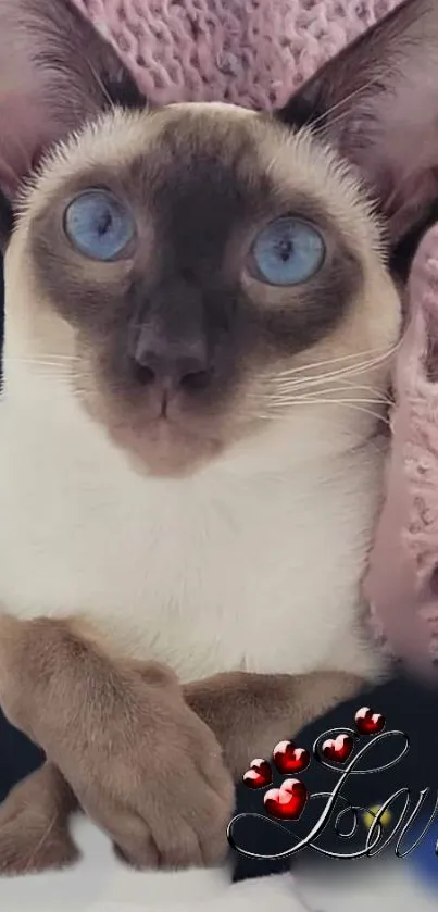 Siamese cat with word love on cozy background.