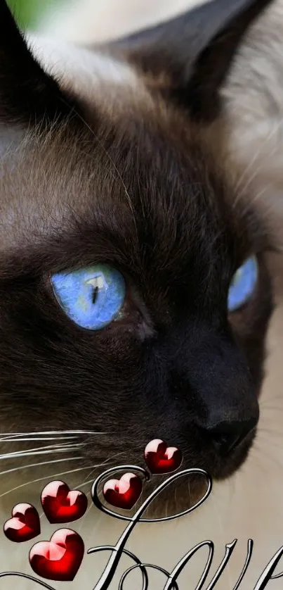 Close-up of Siamese cat with blue eyes and love-themed red hearts.