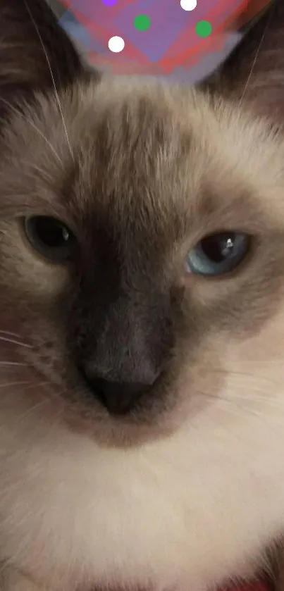 Close-up of a Siamese cat with striking blue eyes.