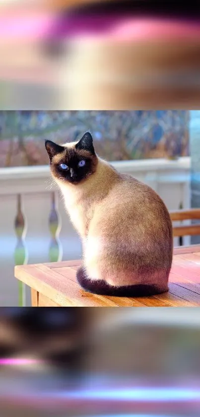 Siamese cat sitting on outdoor table, serene wallpaper.