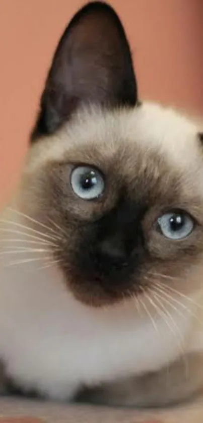 Siamese cat with blue eyes, relaxing close-up view.