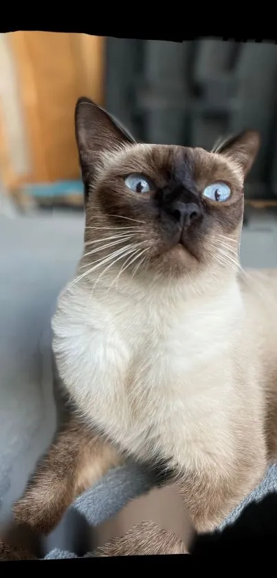 Siamese cat with blue eyes lying down elegantly.