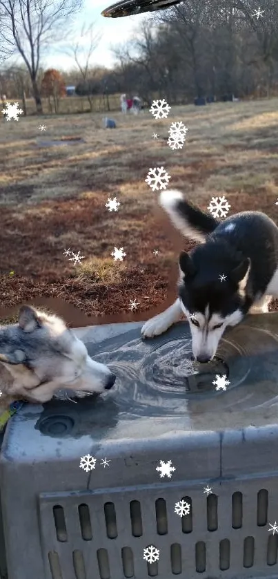 Two Siberian Huskies playing in a snowy field.