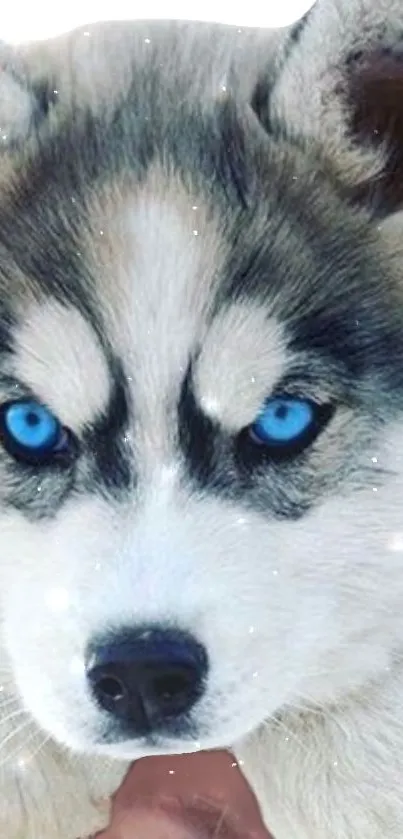 Siberian husky with striking blue eyes as mobile wallpaper.