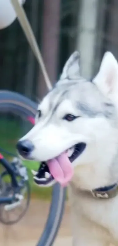 Siberian Husky standing beside a bicycle in a forested area.