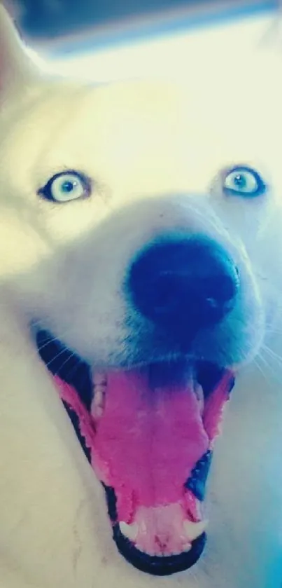 Close-up of a smiling Siberian Husky with bright blue eyes.