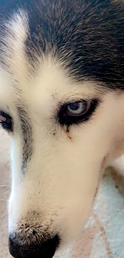 Close-up of Siberian Husky with striking blue eyes.