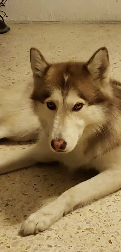 Siberian Husky dog laying on beige floor.