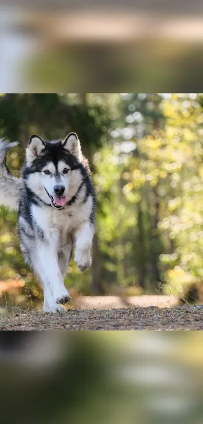 Siberian Husky joyfully running in a vibrant forest setting, perfect for mobile screens.