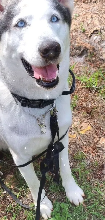 Siberian Husky with blue eyes sitting in a grassy field.