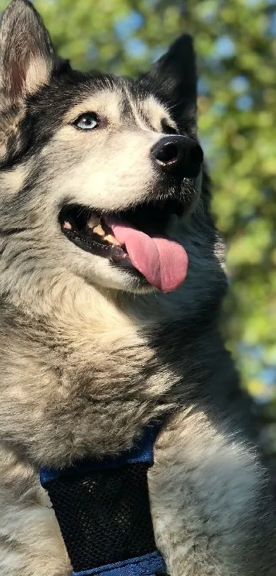 Siberian Husky with trees in background wallpaper.