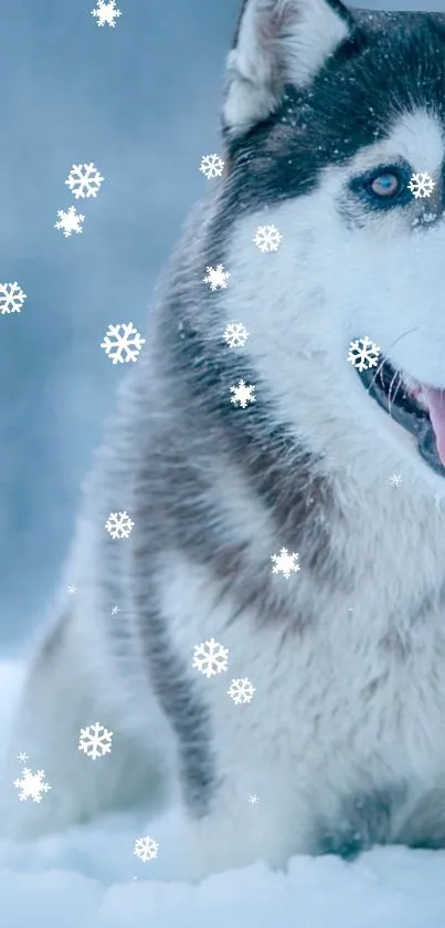 Siberian Husky with snowflakes in winter landscape.