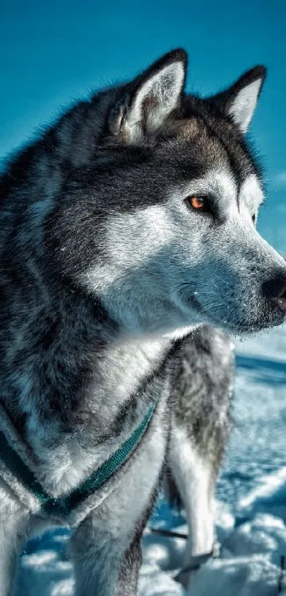 Siberian Husky standing in a snowy landscape with a bright blue sky.