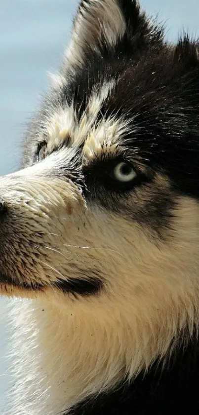 Siberian Husky with blue eyes in close-up view.