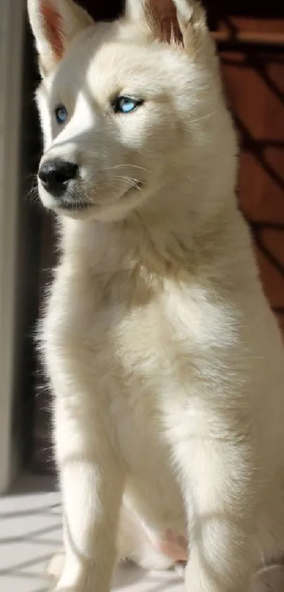 White Siberian Husky with blue eyes in sunlight.