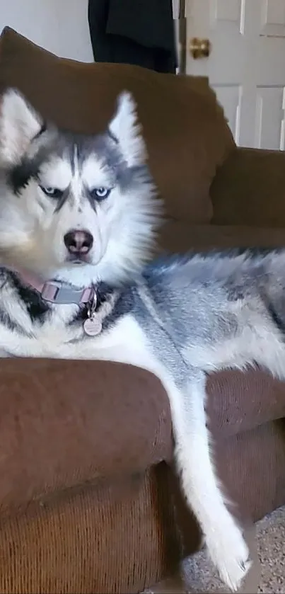 Siberian Husky lounging on a brown couch in a cozy home setting.