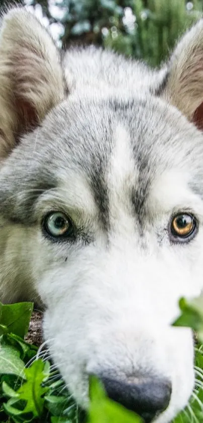 Siberian Husky lying on green grass with striking eyes.