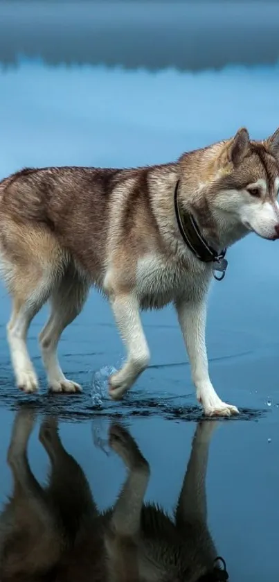 Siberian Husky walking on a frozen lake with its reflection visible.