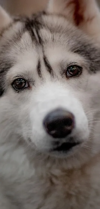 Adorable Siberian Husky with distinctive fur and expressive eyes.