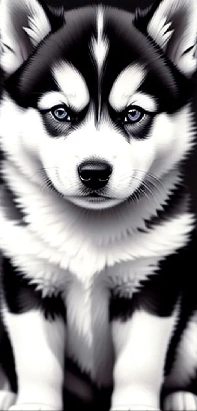 Cute Siberian Husky puppy with striking black and white fur on dark background.