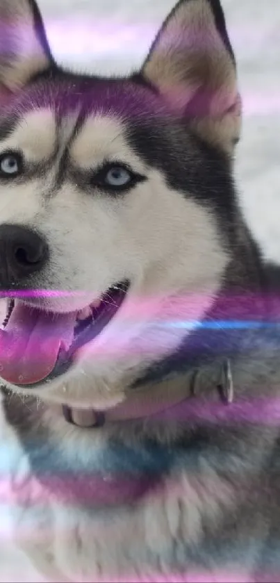 Siberian Husky with blue eyes sitting in the snow, making a perfect winter wallpaper.