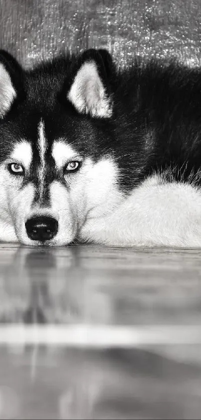 Siberian Husky dog resting on the floor, emphasizing its black and white fur.