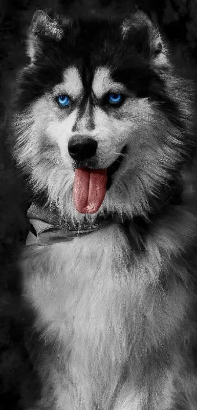 Siberian Husky with blue eyes on black background.