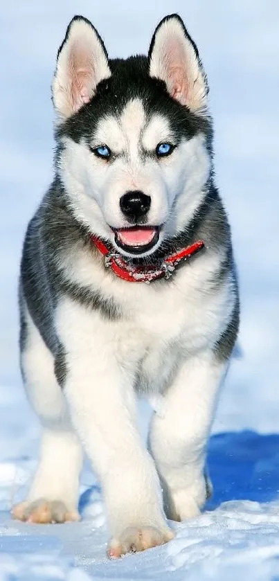 Siberian Husky puppy in snowy winter landscape.