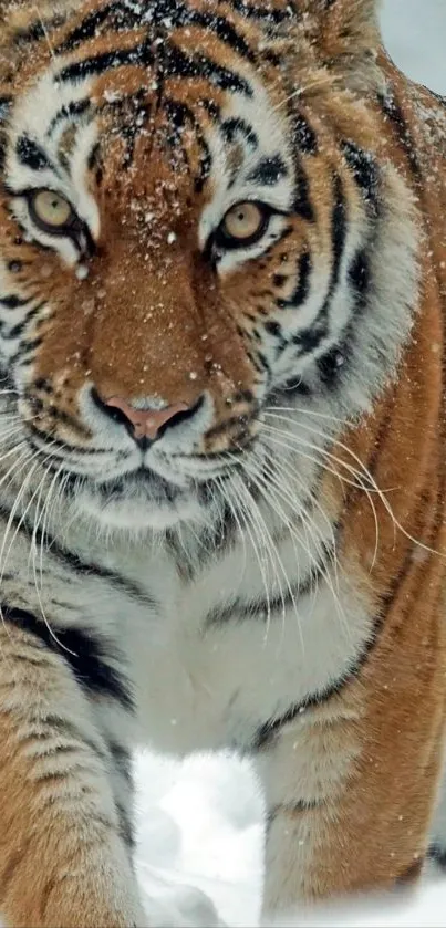 Lion Live Wallpaper