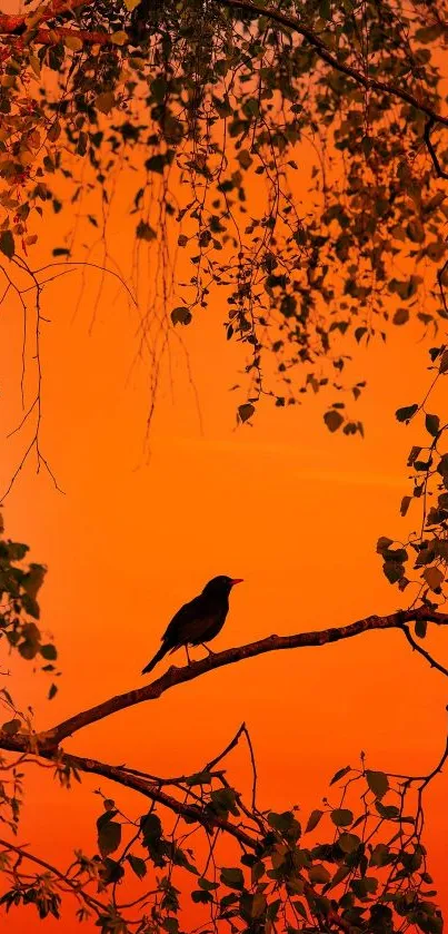 Bird silhouette on branch with vibrant orange sunset background.