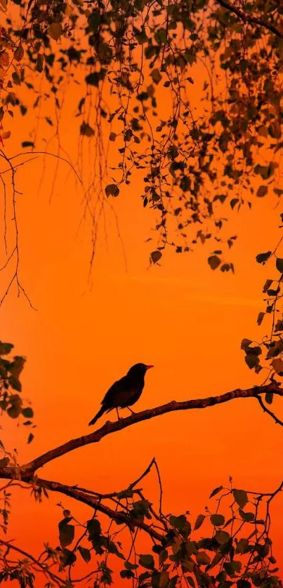 Bird silhouette against an orange sunset sky on a branch.