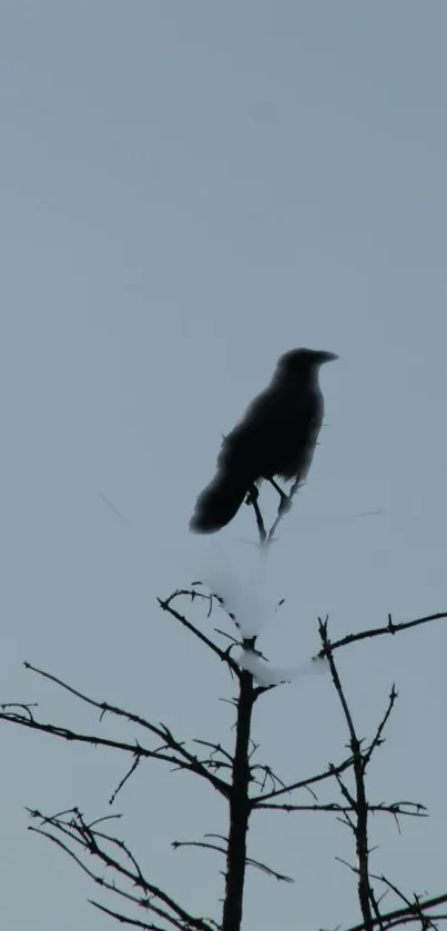 Silhouette of a crow perched on a branch against a pale blue sky.