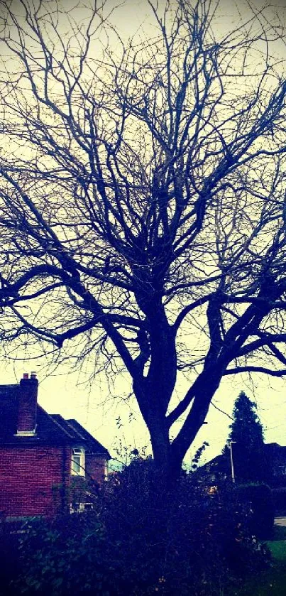 Silhouette of a leafless tree under a moody sky.