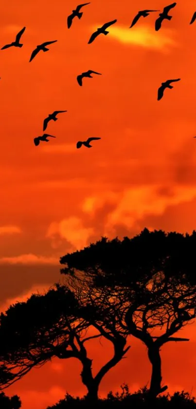 Silhouette of birds flying over a fiery orange sunset with trees.