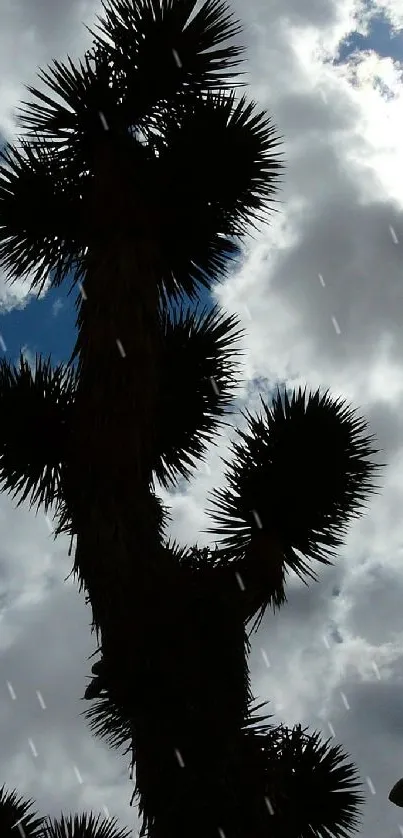 Silhouette of desert trees under a dramatic cloudy sky.