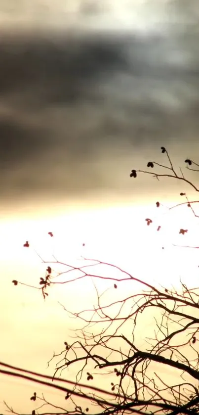 Silhouette of branches against a glowing sunset sky.