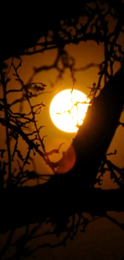 Silhouette of branches against a glowing orange sunset.