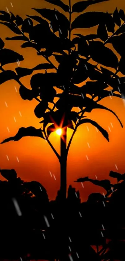 Silhouette of leaves against an orange sunset.