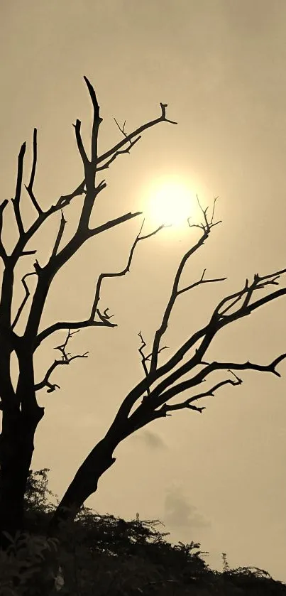 Silhouette of barren tree against sepia sunset sky.