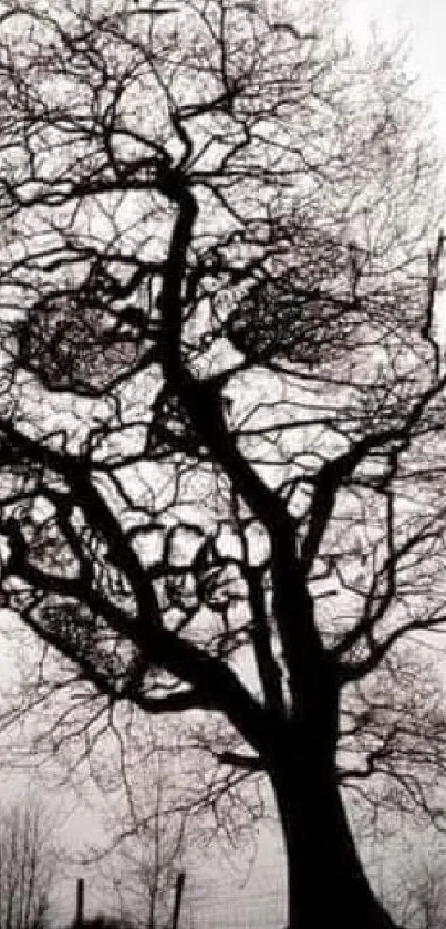 Silhouette of a bare winter tree against a pale sky.