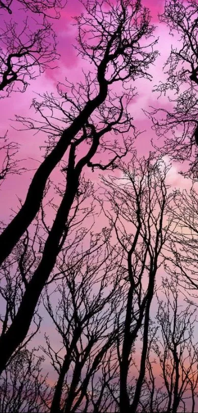 Silhouette of trees against a vibrant pink and purple sunset sky wallpaper.