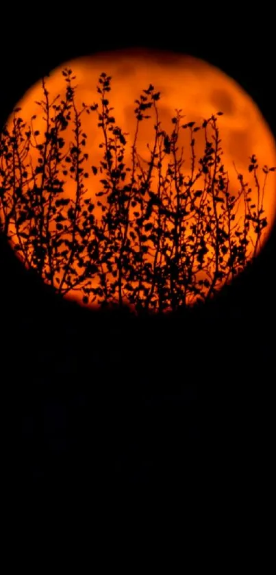 Orange moon with silhouetted branches against a dark sky.