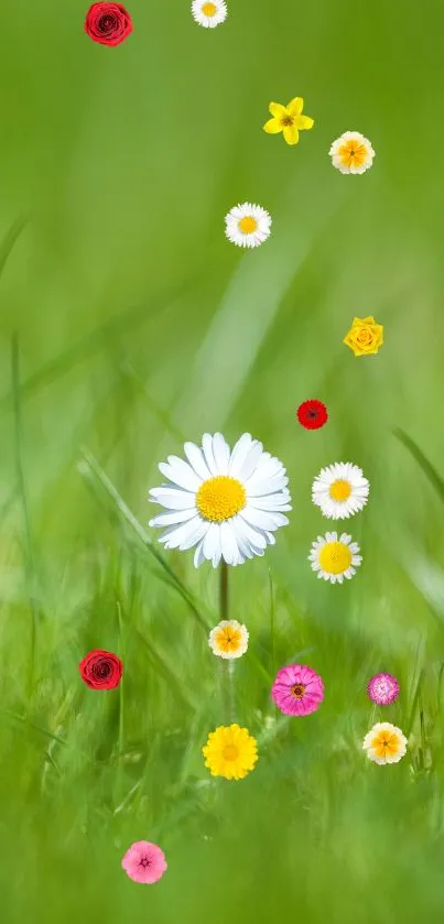 Tranquil mobile wallpaper with a single white daisy on green grass.