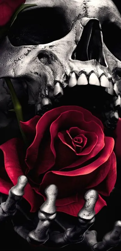 Skull holding a vibrant red rose on a dark background, perfect for wallpaper.