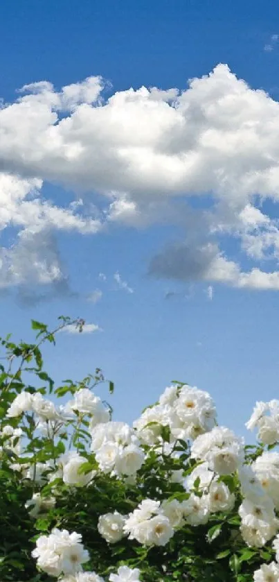 Mobile wallpaper featuring blue sky and white flowers for a serene background.