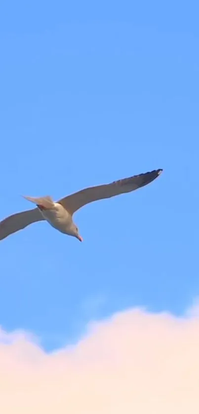 Sky Bird Cloud Live Wallpaper